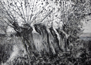 After Atget pollarded trees